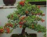 花卉盆景 精致生活的绿意共鸣