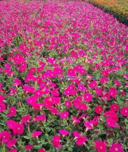 矮牵牛种植指南 供应、基地与价格全解析——丽颖花卉的农副产品世界工厂网视图