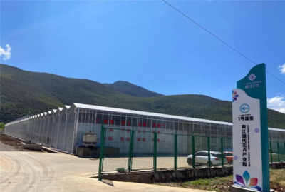云南丽江 “80后”为花卉产业注入新鲜血液
