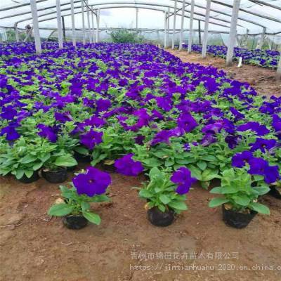 矮牵牛花期 矮牵牛价格 矮牵牛小苗批发