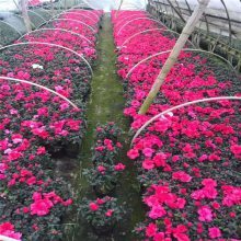 西洋杜鹃种植指南 图片赏析、山东种植方法与花期详解