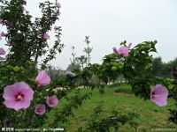青州钰清花卉苗木种植基地 匠心培育，芬芳四方
