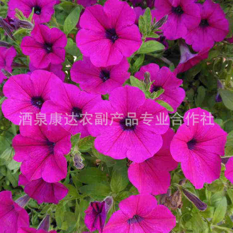 矮牵牛种子 缠绕草本花卉种子 牵牛花种子 园艺花卉 易种植 可批