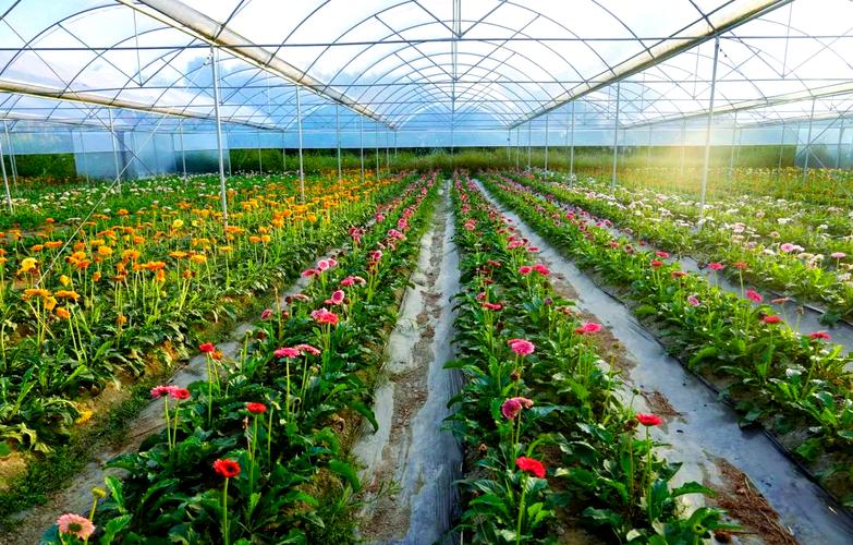 专用于种植非洲菊,百合,月季,玫瑰以及小雏菊等花卉