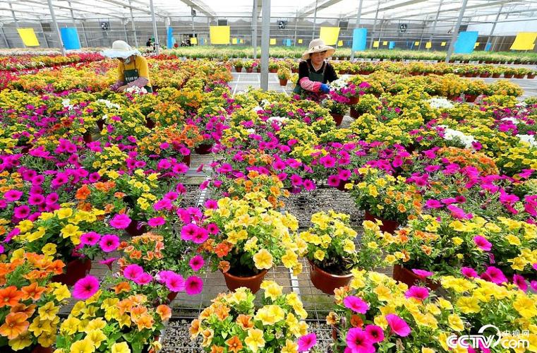 视觉中国2025年4月13日,青岛市即墨区灵山街道某花卉种植基地,花农在